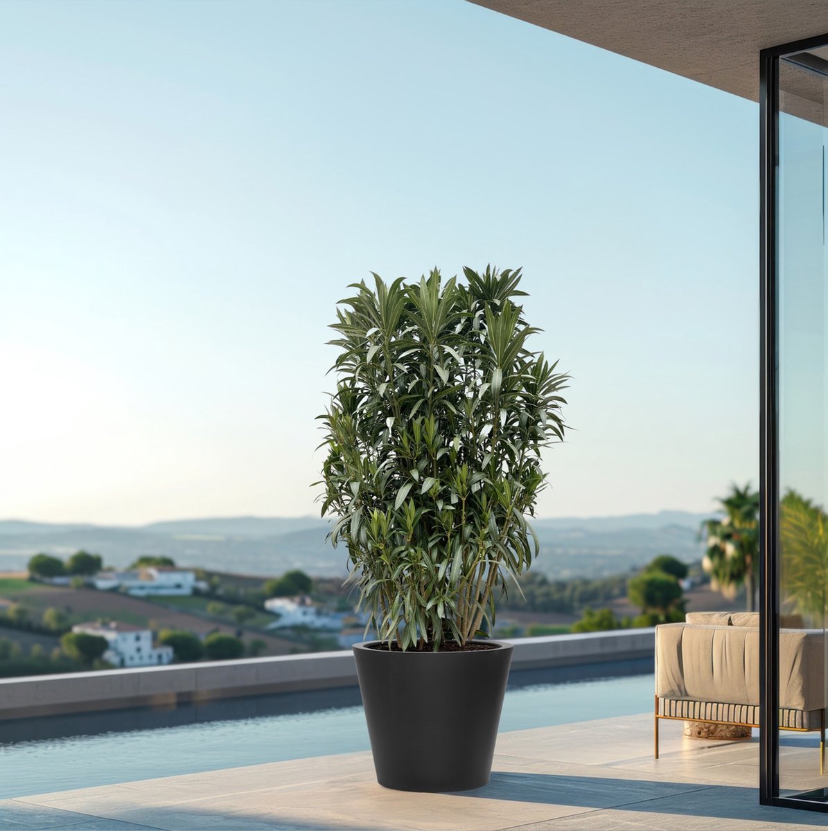 Nerium Oleander struik - 210cm