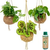 Ecoworld Set de Plantes Suspendues Tropical - Variétés faciles d'entretien - 3 pièces - Ø 12 cm - Hauteur 30-40 cm en Pots Suspendus + Engrais pour Plantes d'Intérieur