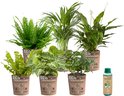 Ecoworld Makkelijke & Luchtzuiverende Kamerplanten Mix - 6 stuks - Ø 12 cm - Hoogte 30-40 cm in Potten