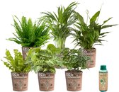 Ecoworld Makkelijke & Luchtzuiverende Kamerplanten Mix - 6 stuks - Ø 12 cm - Hoogte 30-40 cm in Eco Potten