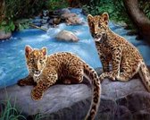 Diamond Painting Set Leopards 40x30cm Full size ronde steentjes