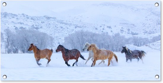 Paarden - Sneeuw - Winter