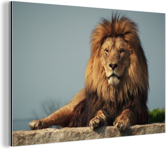 Lion reposant sur un rocher Aluminium 30x20 cm - petit - Tirage photo sur aluminium (décoration murale métal)