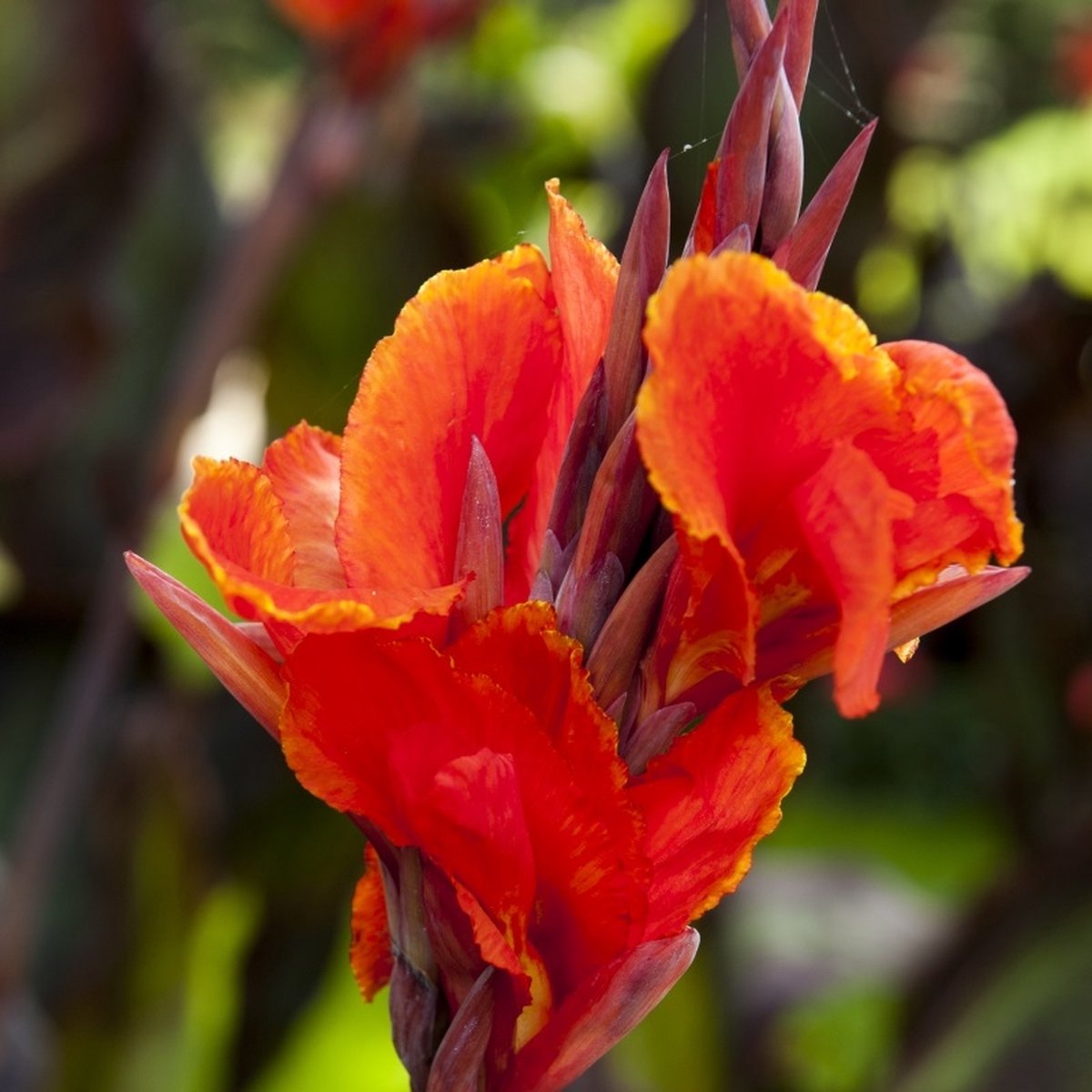 Canna Roi Humbert | 1 stuk | Bloeiende vaste plant | bloemenpracht in de zomer | Wortelstok | Geschikt voor in Pot | Rood