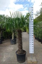 Winterharde Palmboom - Trachycarpus Fortunei - Stamhoogte 110 cm, totale hoogte 210 cm