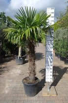 Winterharde Palmboom - Trachycarpus Fortunei - Stamhoogte 120 cm, totale hoogte 220 cm