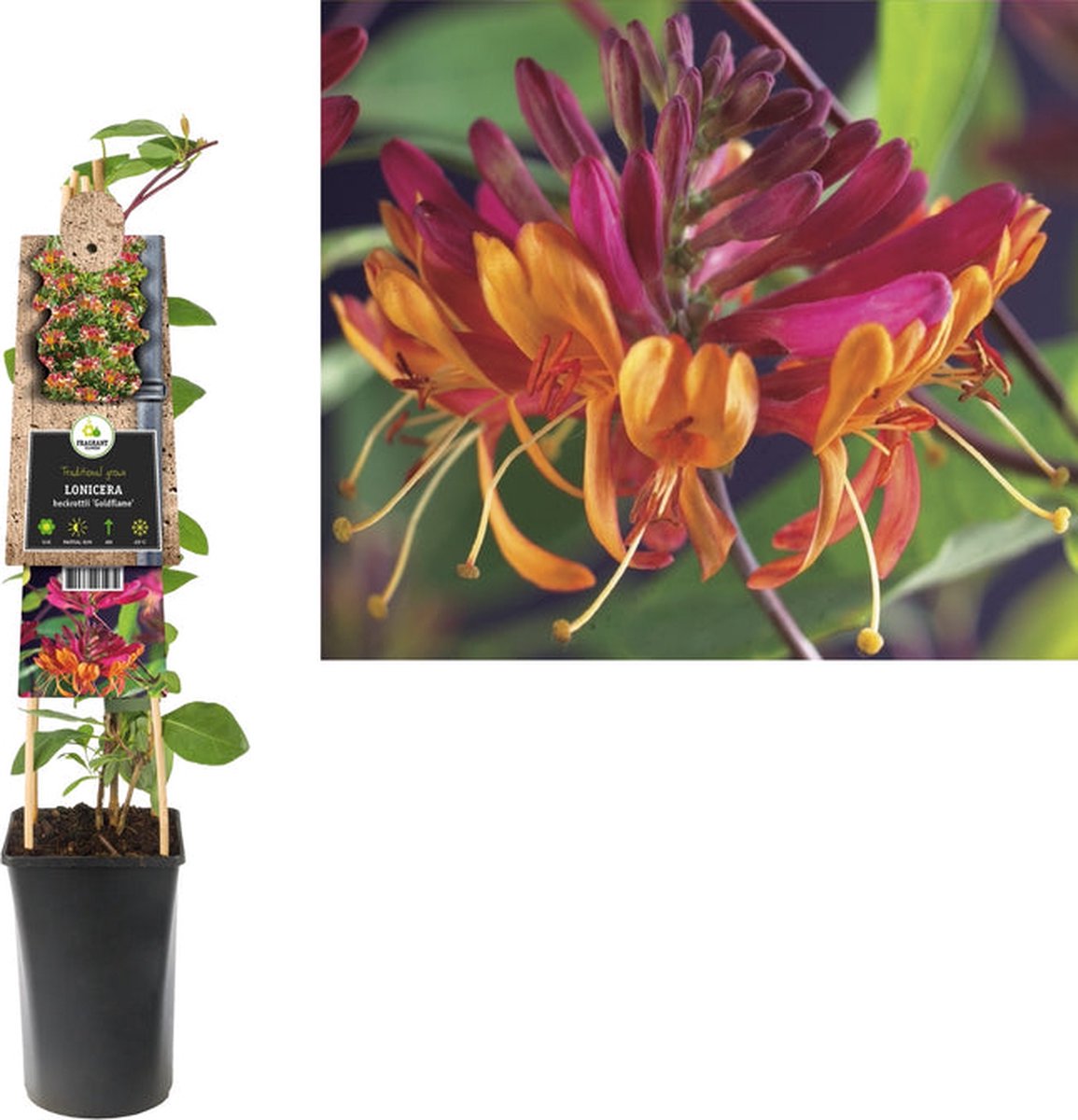 Starre Klimplant Lonicera heckrottii Goldflame (kamperfoelie)120cm