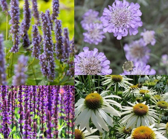 Borderpakket voor vlinders en bijen 12 planten (1,5m2) P9 Pot (9x9x10)