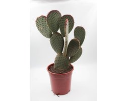 Ikhebeencactus | Opuntia Basilaris | Schijfcactus | Prachtig op kleur | Ø 17 cm |  45 cm