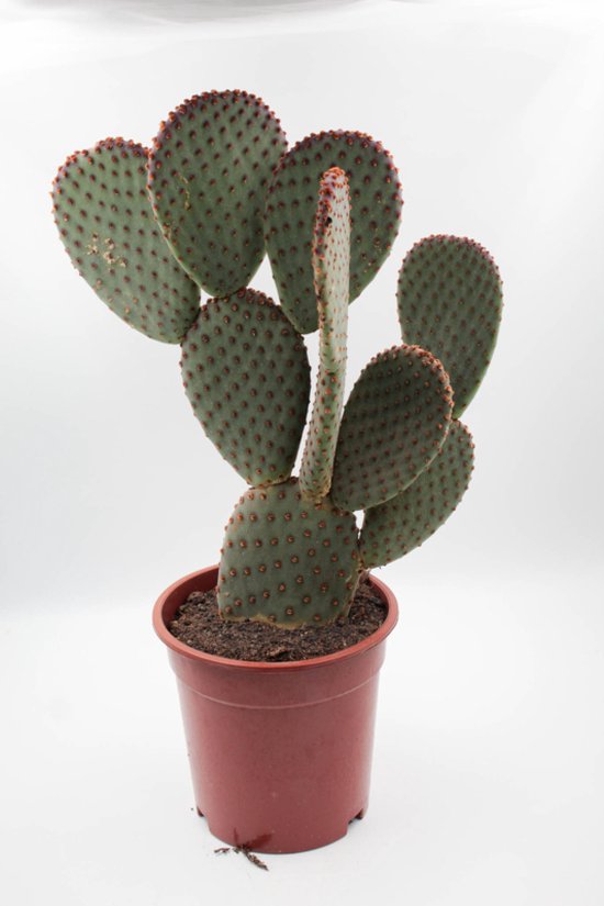 Ikhebeencactus | Opuntia Basilaris | Schijfcactus | Prachtig op kleur | Ø 17 cm |  45 cm