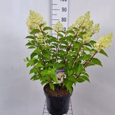 1 stuk(s) | Hydrangea paniculata 'Silver Dollar' C7.5 50-60 cm