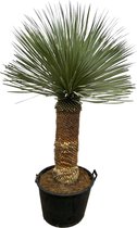 Yucca Rostrata - Ø50cm - 150cm