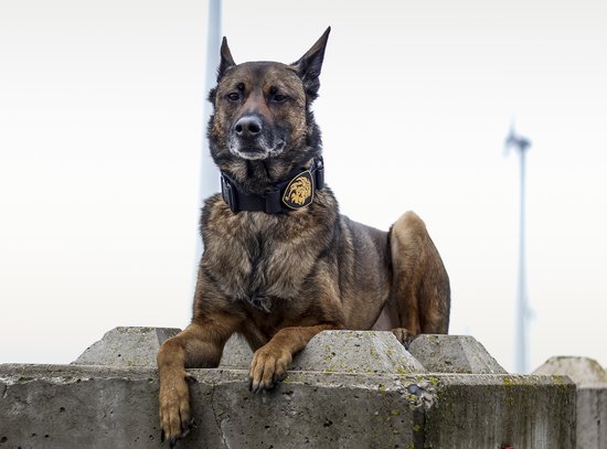 Always Prepared © Pro K9 Halsband + Nederlandse leeuw patch - Hals 45-75 CM - Hondenhalsband - geschikt voor elke hondenriem - voor middel en grote honden - One Size Zwart - Always Prepared