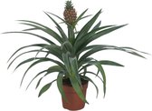 FloraFiesta - Ananasplant Mi Amigo - Pot Ø12 cm - Hoogte 30 cm