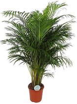 Dypsis Lutescens - Areca Palm (Areca Palm) Ø27cm 160cm - Verse Kamerplant, Direct van de Nederlandse Kweker