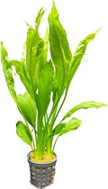 AQUAlook Echinodorus Bleheri | Grande plante d'épée d'Amazonie | en pot de 5 cm P5