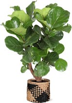 Ficus Lyrata (vertakt) in Albury BLACK print mand - Potmaat 24cm - Hoogte 110cm