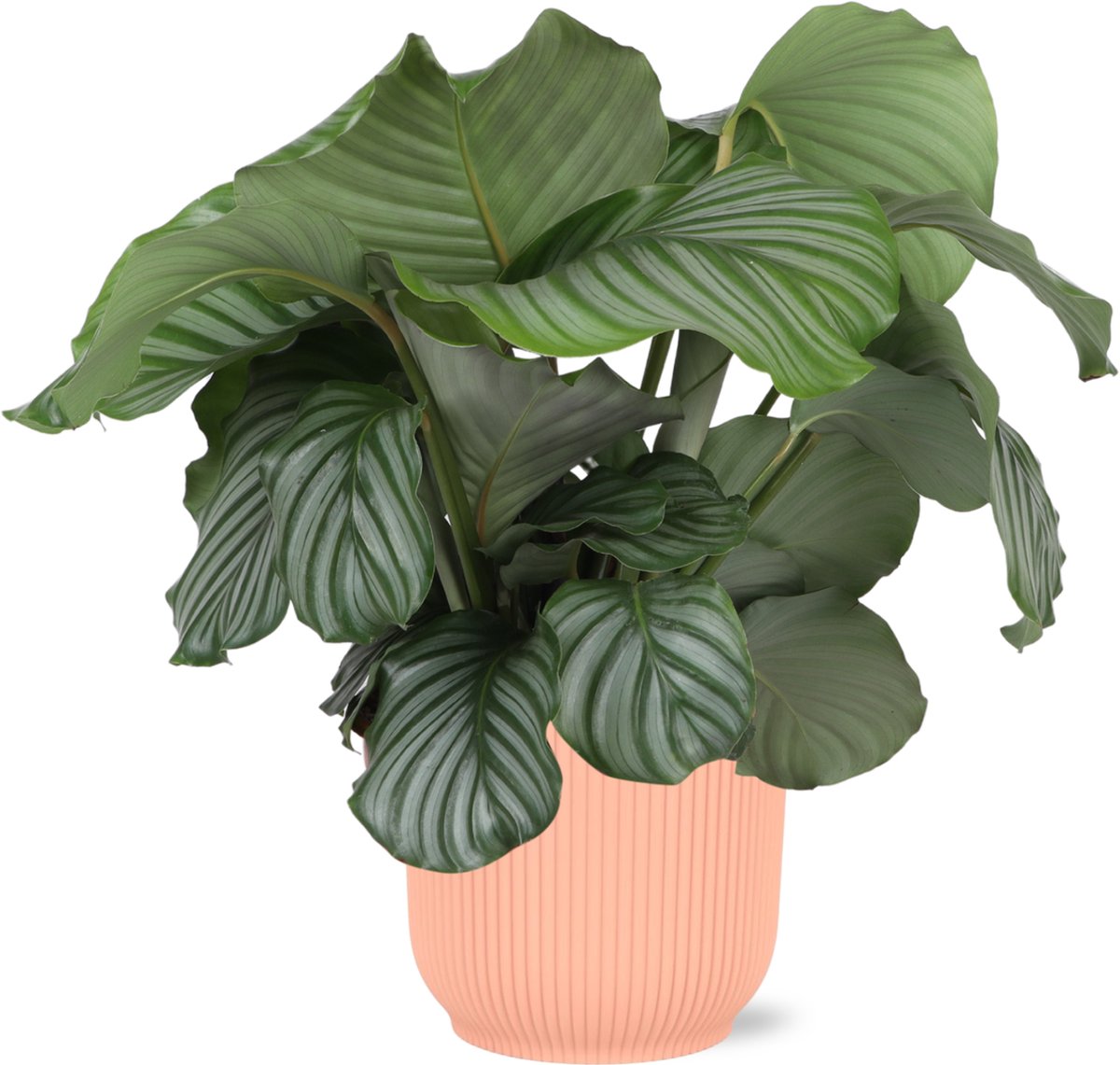 Calathea Orbifolia + elho Vibes Fold Round - Roze