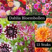 Dahlia bloembollen mix - 10 Stuks - Unieke kleuren mix - Bloemen - Planten - Tuin - Knollen - Voorjaar mix - Gratis verzending!