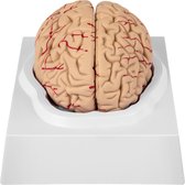 Het menselijk lichaam - anatomie model hersenen, rechter hersenhelft functioneel