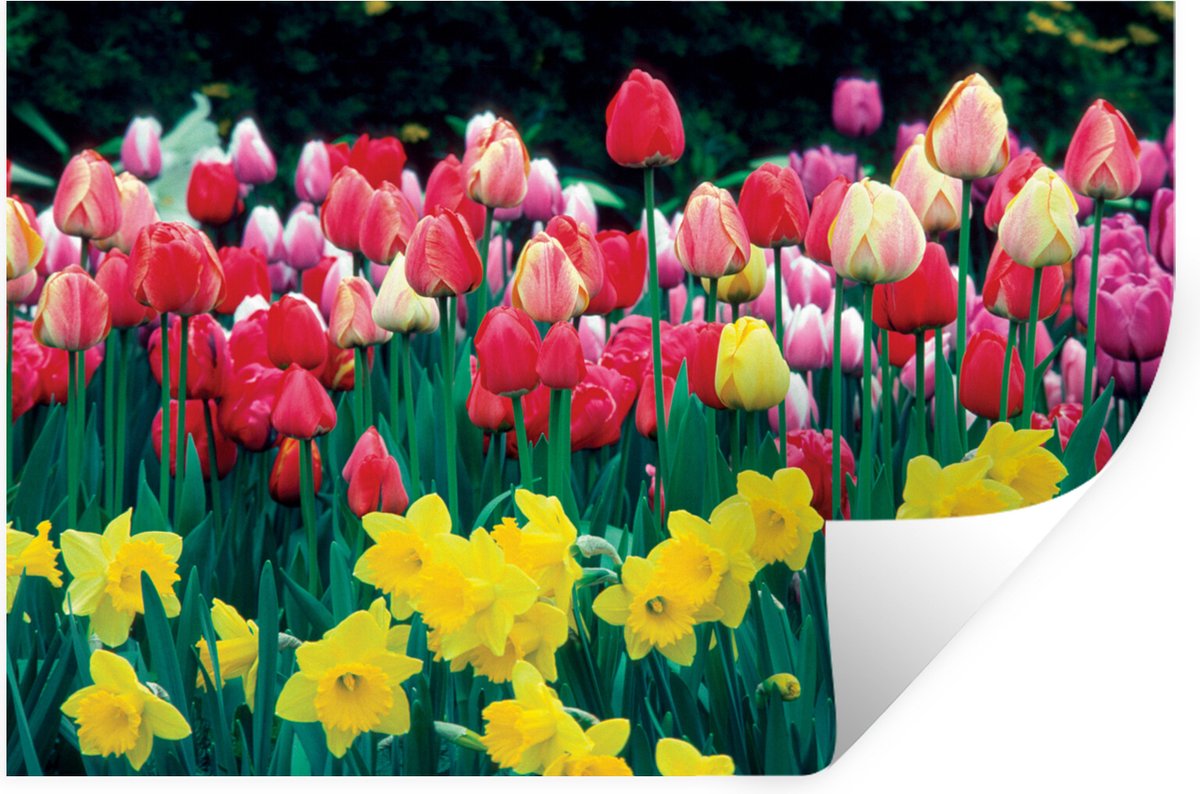 Muurstickers - Sticker Folie - Lente - Tulpen - Narcissen - 90x60 cm - Plakfolie - Muursti