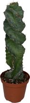 Outletplant - Cereus Spiralis - Cactus - Pot 10cm - Hoogte 25-30cm