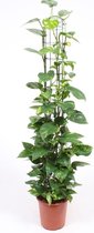 Goed & Groen - Epipremnum Aureum (op rek) - ↨ 120cm - Potmaat 24 - Kwaliteit Planten - Kamer Plant - Kamerplanten - Sfeer