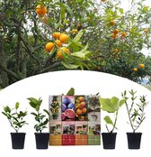NatureNest - Mediterrane plantenmix - 1x Citrus Lemon, 1x Citrus Calamondin, 1x Ficus carica, 1x Olea europaea - 4 stuks - 40cm