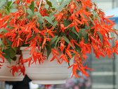 12x Begonia 'Bertinii boliviensis orange' - BULBi® Bloembollen met bloeigarantie