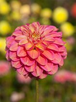 15x Dahlia 'Milena fleur' - BULBi® Bloembollen met bloeigarantie