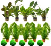 vdvelde.com - Luxe Aquariumplanten - 5 stuks + 5 Waterpest en 5 Mosballen - Aquarium- en zuurstofplant - 15 planten - Plaatsing: in de bodem – los