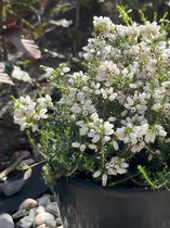 Dopheide Wit - 6 Stuks - Erica cinerea 'Alba' - 1.5L