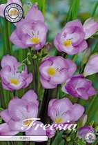 Nederlands beste kwaliteits Fresia bloembollen Purple 10 bloembollen