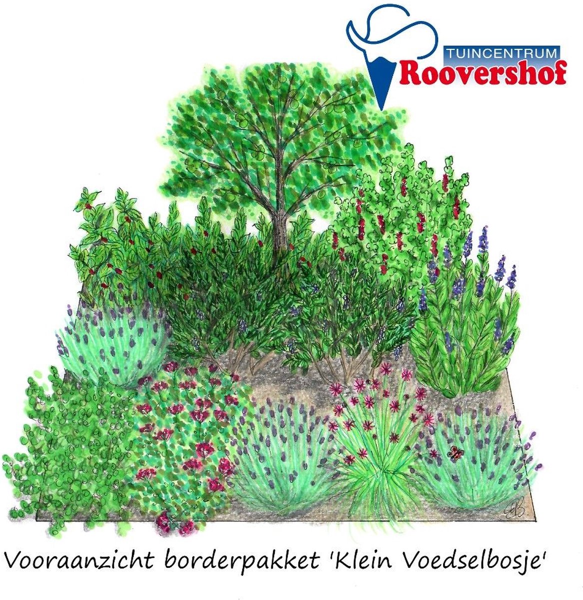 Borderpakket 'Klein voedselbosje' - kweek je eigen fruit en kruiden - 12 planten - 6 m²
