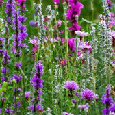 MRS Seeds & Mixtures Mélange de fleurs sauvages violettes - 14 espèces de fleurs - graines de fleurs sauvages - attire les abeilles sauvages, les bourdons et les papillons - hauteur de croissance : 10 - 120 cm - annuelle