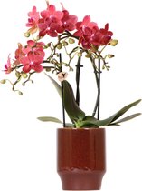 Kolibri Orchids | rode Phalaenopsis orchidee - Congo + Classy red- potmaat Ø9cm | bloeiende kamerplant - vers van de kweker