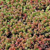 6 x Vetkruid of Muurpeper Rood|Groen - Bodembedekker Wintergroen - Sedum album 'Coral Carpet' in 9x9cm pot met hoogte 5-10cm