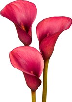 The Bulb Farmers - 10 x Calla 'Crimson Grace' - rood - bloembollen direct van de kweker - voorjaarsbloeier - bolmaat 16-18 (meest geschikte maat voor in de tuin) - Thuiswinkel waarborg