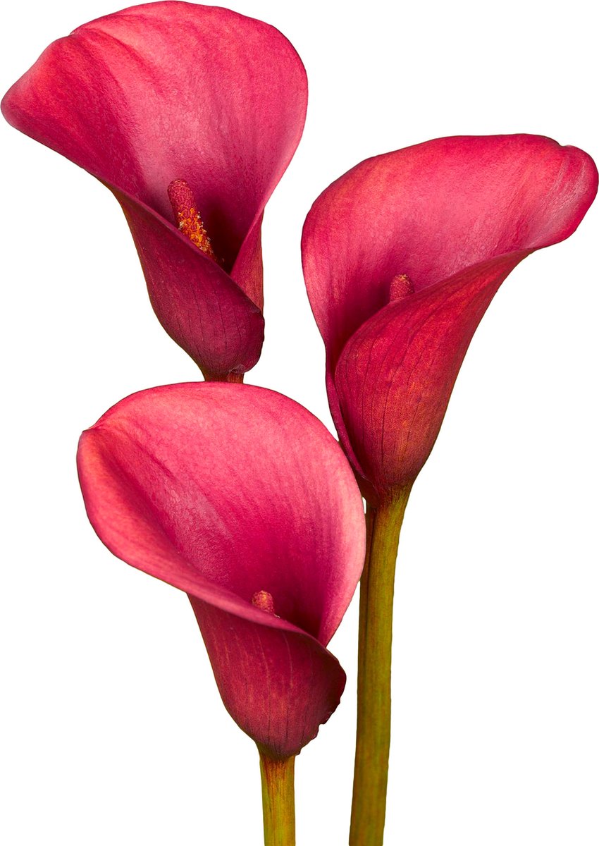 7 x Calla Bollen 'Crimson Grace' | Bloembollen zomerbloeiers | Nederlands gekweekt | Kleurrijk - The Bulb Farmers
