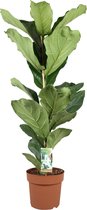 Plant in a Box - Ficus Lyrata - Vioolbladplant - Tabaksplant - Groene kamerplant - Pot 21cm - Hoogte 70-90cm