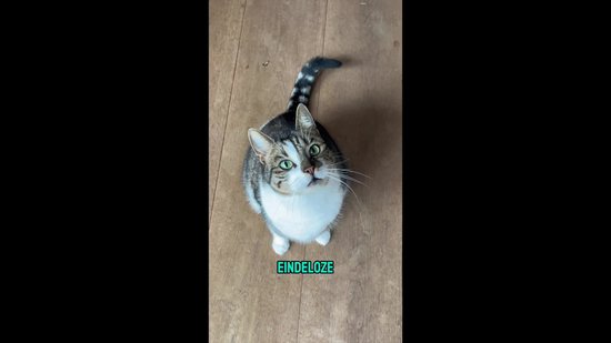 Jake and Jacky Automatische Voerbak - Inclusief 2 RVS Voerbakken & 2 Slowfeeders - Voerautomaat & Anti-Schrokbak - Voerdispenser Kat en Hond - Eetbak voor Katten & Honden - 5 Liter - Zwart