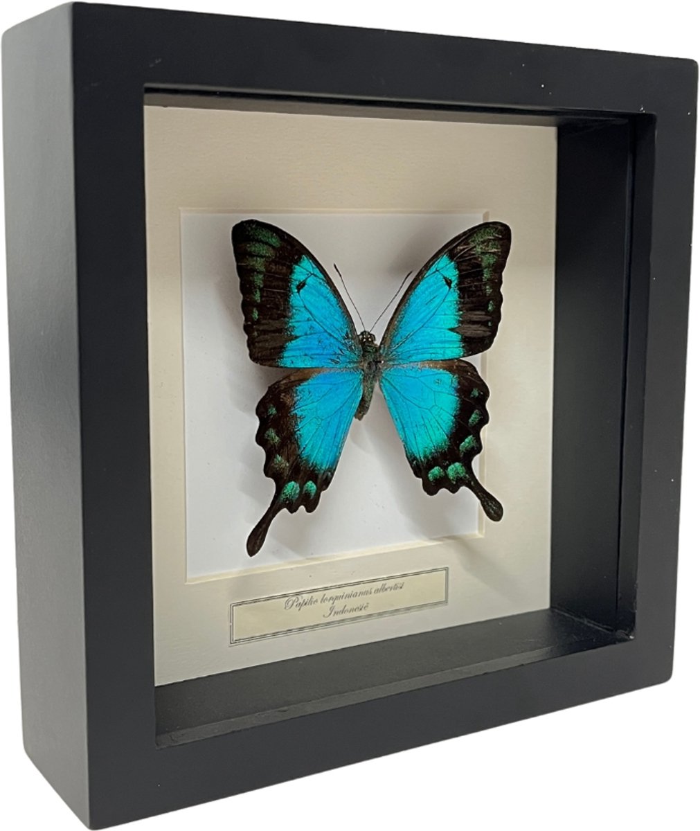 Opgezette vlinder in zwarte lijst 16x16cm - Papilio Albertisi