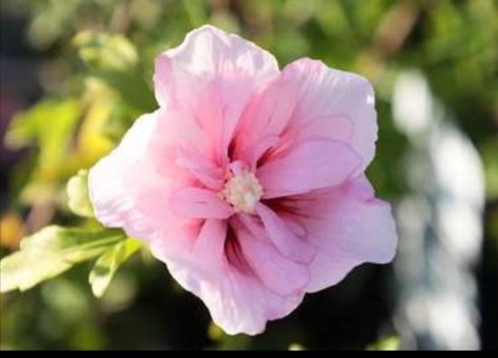 2 x sirop d'hibiscus ' Pink Giant'® ('flogi'®) - Hibiscus de jardin, arbuste d'Althéa 40- 60 cm en pot