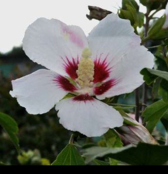 Fleur d'hibiscus blanche à la teinte rose et au cœur rouge profond, détails doux.