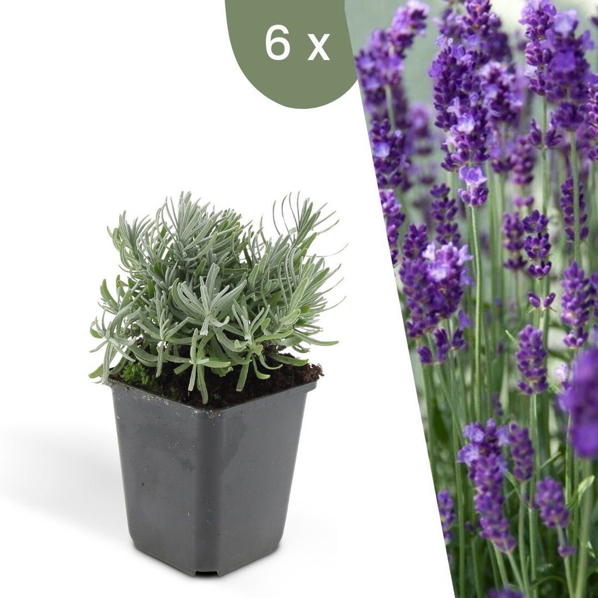 Plants by Frank | 6 Lavendelplanten | Lavandula angustifolia 'Hidcote' | Winterharde bodembedekker planten | tuinplanten | Winterharde vaste planten meerjarig | Winterharde tuinplanten