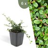 6 pièces Cotoneaster Streibs's Findling
