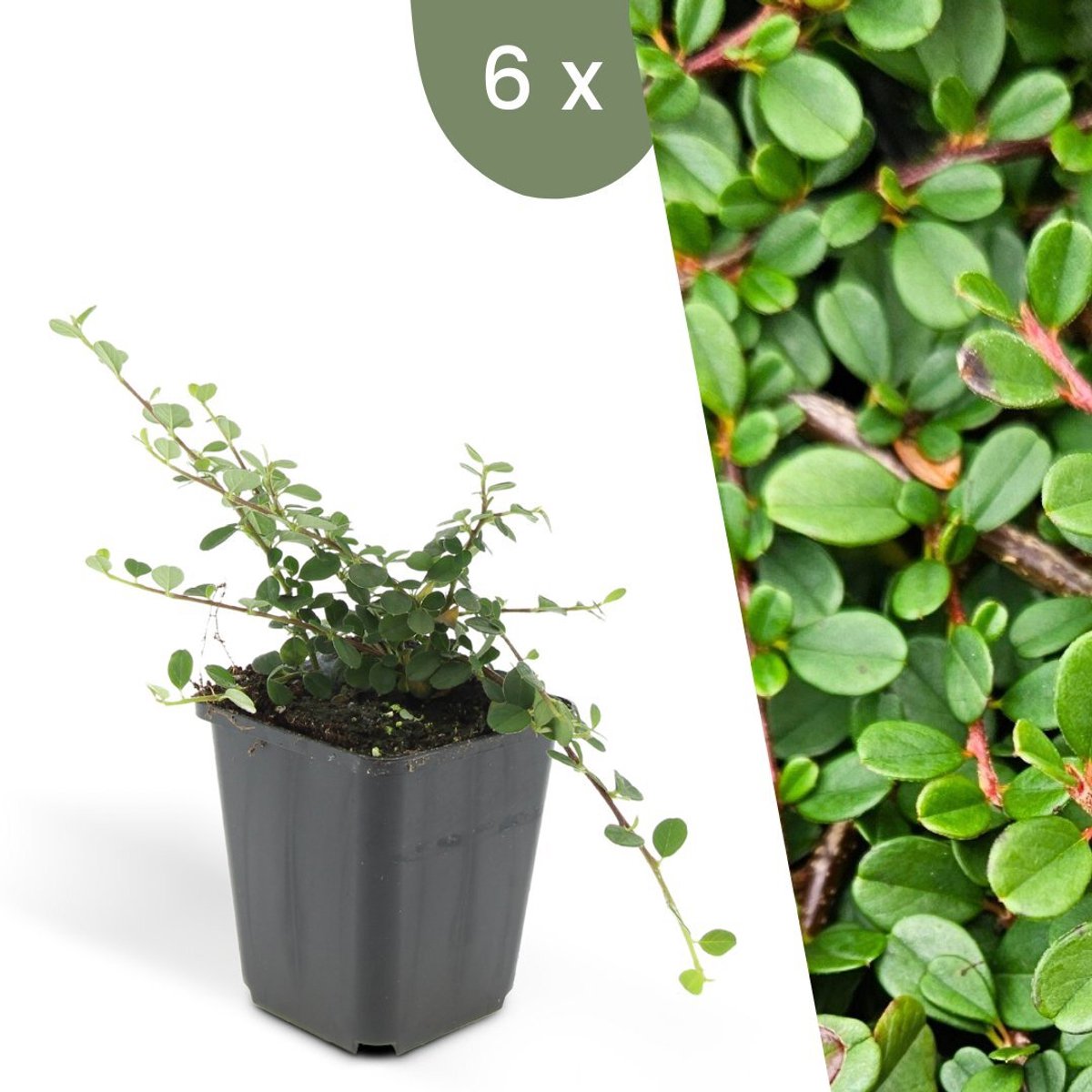 Plants by Frank | 6 Dwergmispel Planten | Cotoneaster praecox 'Streib's Findling' | Winterharde bodembedekker planten | tuinplanten | Winterharde vaste planten meerjarig | Winterharde tuinplanten