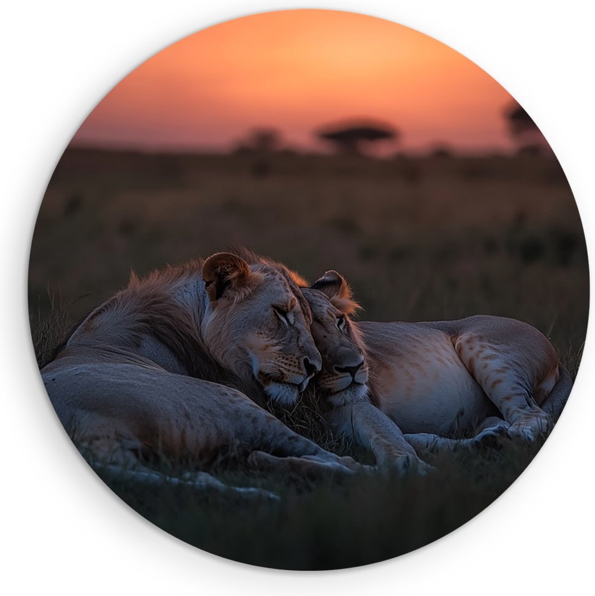 Saammp Forex Muurcirkel - Leeuwen liggen tegen elkaar aan - Dieren - Natuur - Ø 50 - Wandcirkel - Wanddecoratie Cirkel - Muurdecoratie Woonkamer - Slaapkamer decoratie - Rond Schilderij