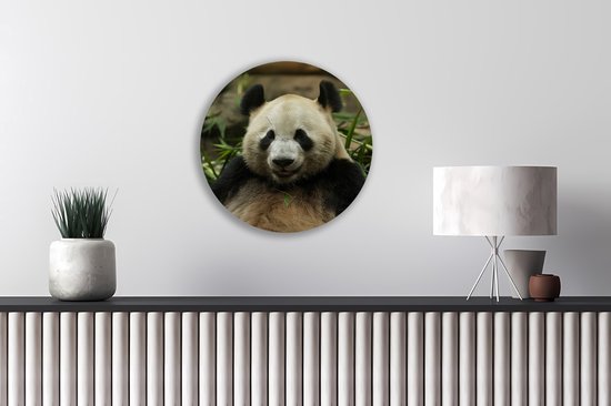 Saammp Forex Muurcirkel - Panda tussen het gras - Natuur - Dieren - Ø 90 - Wandcirkel - Wanddecoratie Cirkel - Muurdecoratie Woonkamer - Slaapkamer decoratie - Rond Schilderij