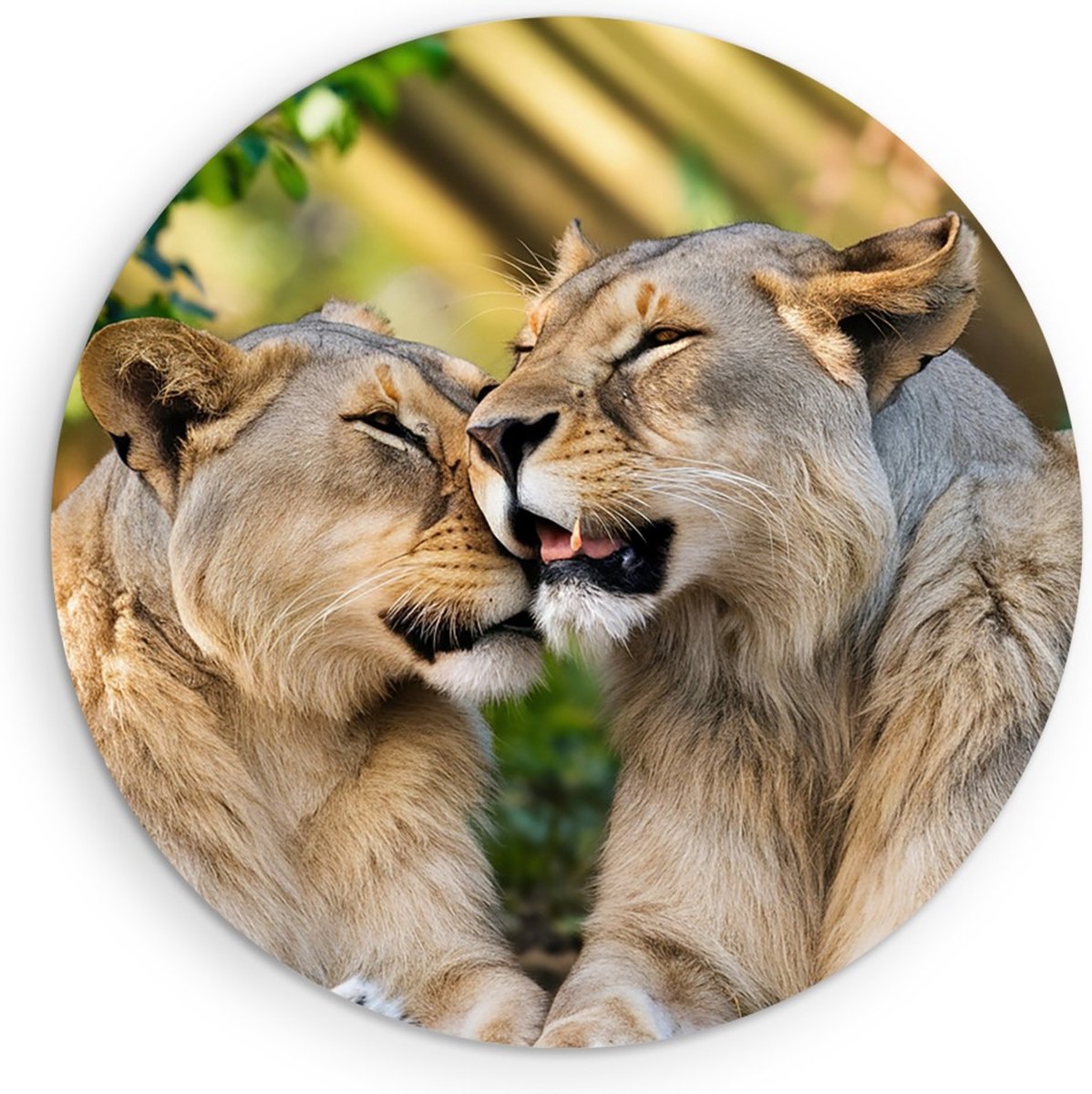 Saammp Forex Muurcirkel - Leeuwen - liefdevol - Dieren - Natuur - Ø 90 - Wandcirkel - Wanddecoratie Cirkel - Muurdecoratie Woonkamer - Slaapkamer decoratie - Rond Schilderij